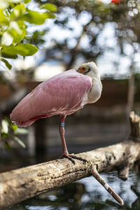 Close-up of bird perching on a tree