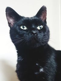 Close-up portrait of black cat