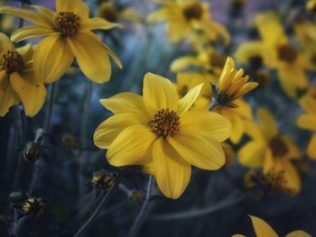 Close-up of yellow flowering plant in park