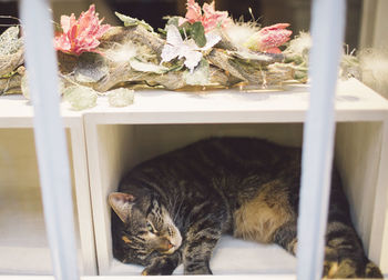 Cat relaxing in shelf