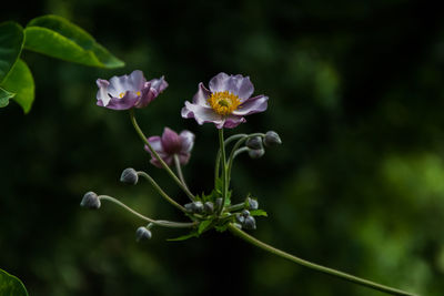 Close-up of flowers against blurred background