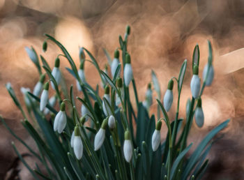 Close-up of flowers blooming outdoors