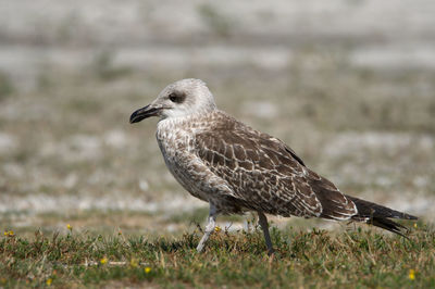 Close-up of bird perching on field