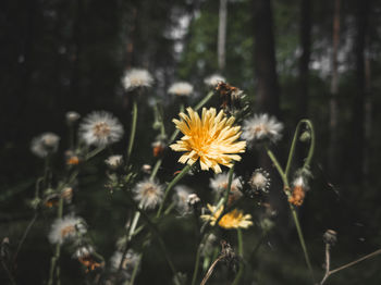 Close-up of yellow flowering plant