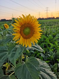 Close-up of sunflower on field against sky