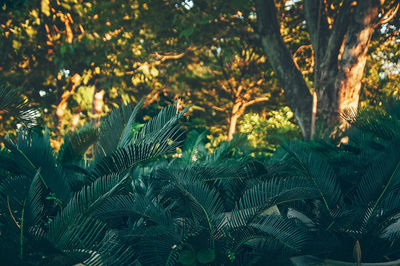 Close-up of plants growing against trees