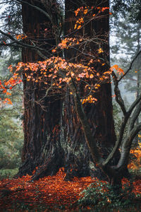 Trees in forest