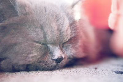 Close-up of cat sleeping