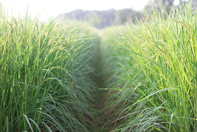 Close-up of crops growing on field