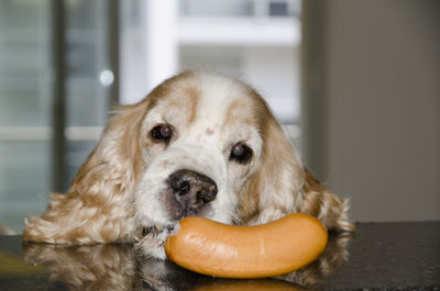 Close-up portrait of dog with sausage
