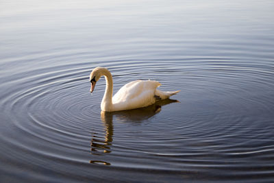 Swan swimming in lake