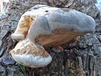 Close-up of mushrooms on rock