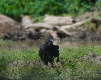 Black bird on a field