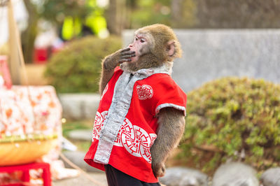 Japanese show of sarumawashi where a monkey does acrobatic tricks in the tenjin sanctuaries.