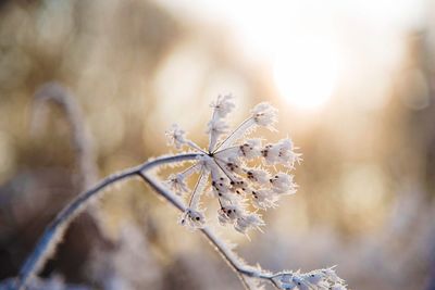 Close-up of frost on plant