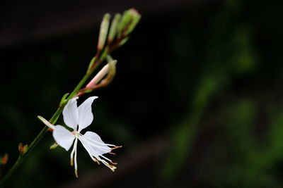 Close-up of white flowering plant