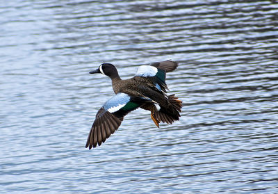 Blue-winged teal flying over water 