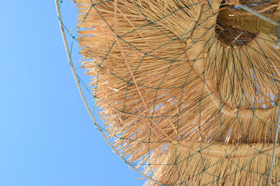 Low angle view of plant against clear blue sky