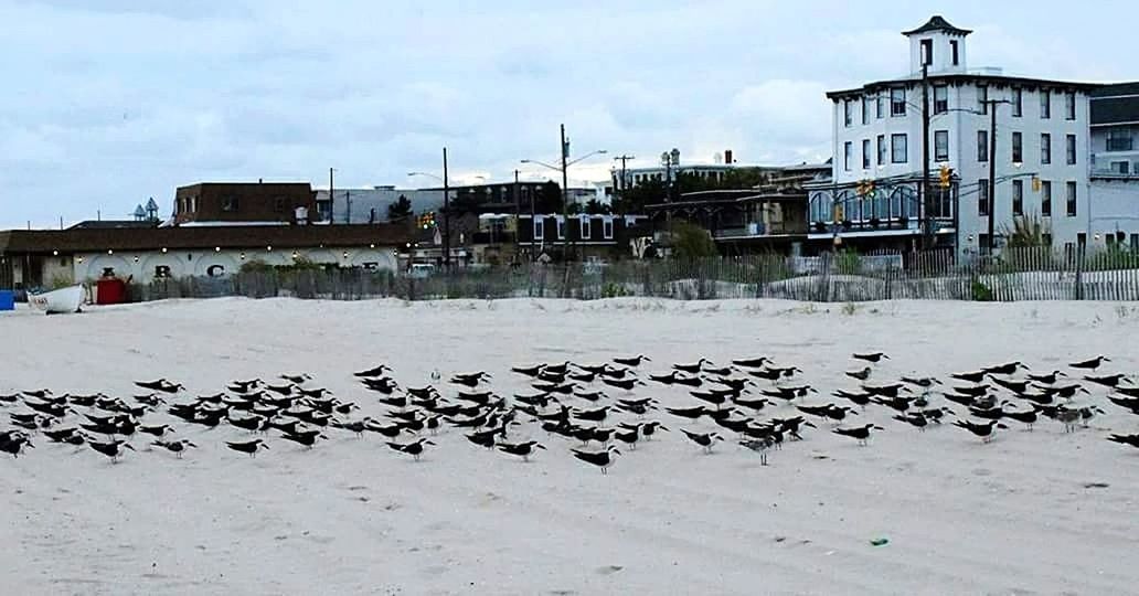 VIEW OF BIRDS ON BUILDING