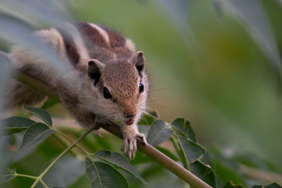 Close-up of squirrel on plant