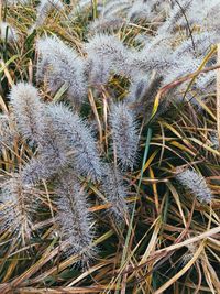 High angle view of frozen plants on field