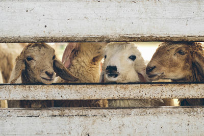 Close-up of an animal pen