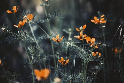 Close-up of orange flowering plants on field