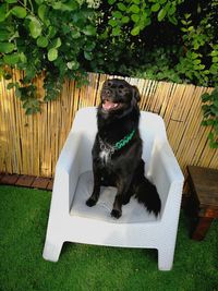 Dog sitting in yard