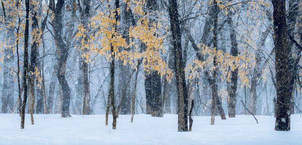 Trees in forest during winter