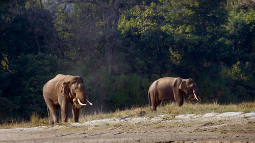 Elephant walking in a forest