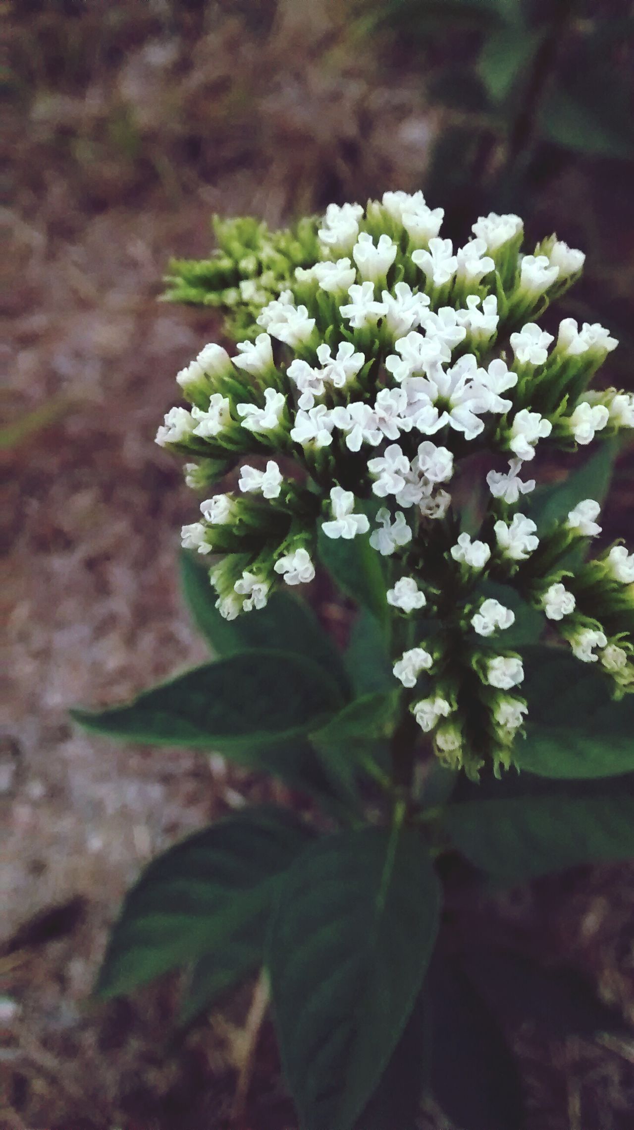 Bonitodiaconella