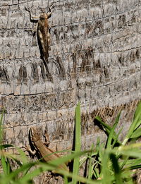 Close-up of lizard on tree trunk