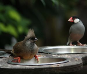 Close-up of bird perching on retaining wall