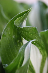 Close-up of wet plant leaves