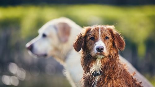 Portrait of two dogs in nature. nova scotia duck tolling retriever against labrador.