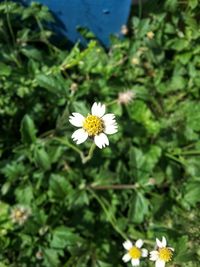 Close-up of white daisy flowers blooming outdoors