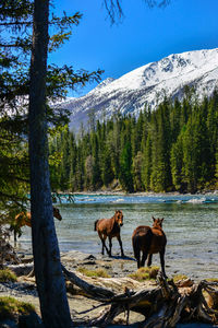 Horses are roaming in the river around kanas lake.
