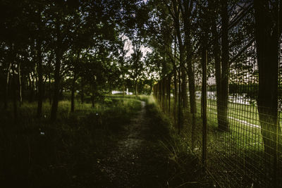 Trees in grass