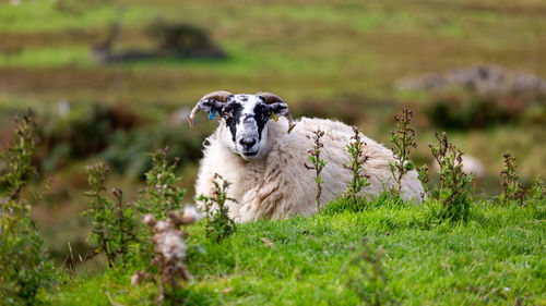 Portrait of sheep sitting on grass