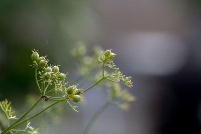 Close-up of flowering plant