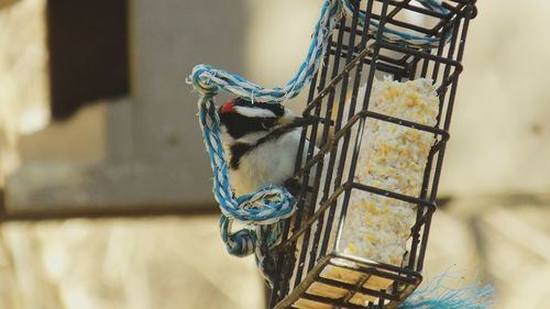 Close-up of downy woodpecker on bird feeder