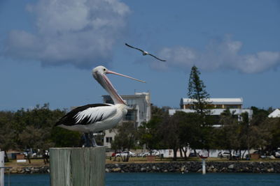 Seagull flying over wooden post against sky