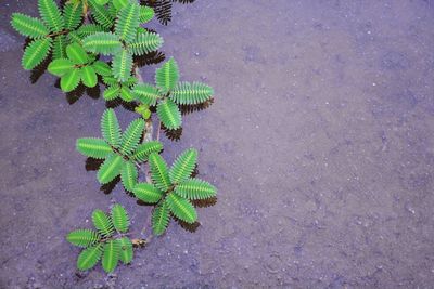 High angle view of plant on street in city