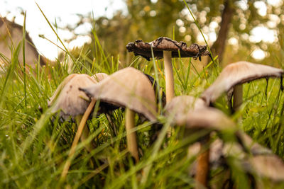 A bunch of brown mushrooms growing in the grass of the garden. autumn scenery with mushrooms.