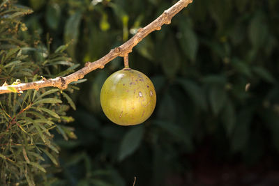 Fruit on calabash tree crescentia cujete is often used to make bowls and cups in south america