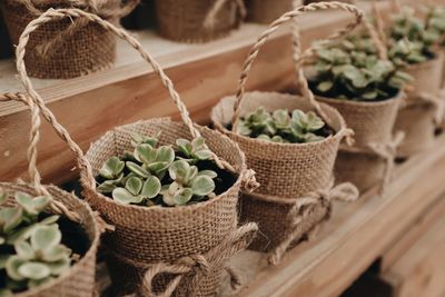 Close-up of potted plant in basket