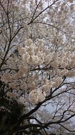 Low angle view of cherry blossom tree