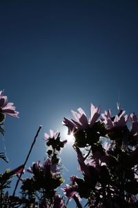 Low angle view of flower tree against clear sky