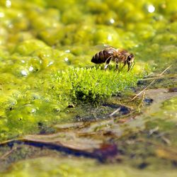 Close-up of insect on green wet plants