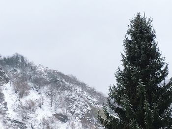 Low angle view of trees on snow covered landscape